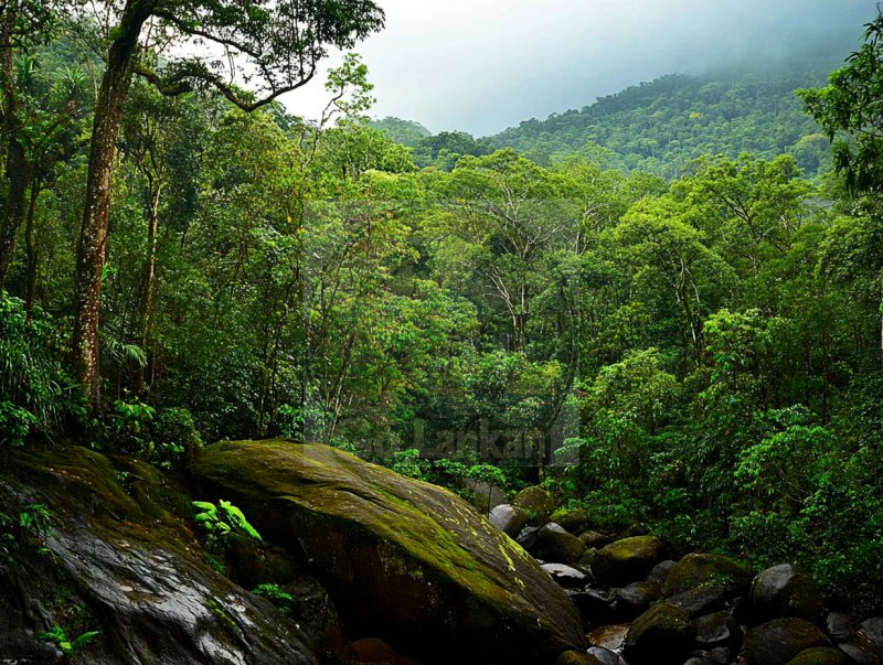 Enchanting Rainforest Escape: Katunayake to Lankagama 2-Day Tour